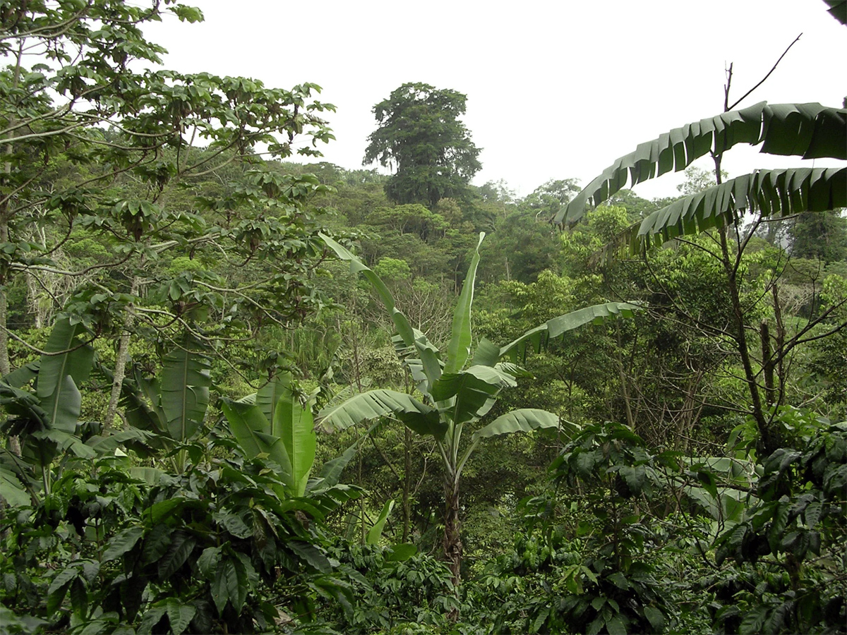 Nicaragua, Dean's Beans Coffee